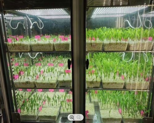 Incubadora artificial de la caja del crecimiento vegetal de la máquina de la germinación de la semilla del clima de la cámara del crecimiento vegetal de LIYI