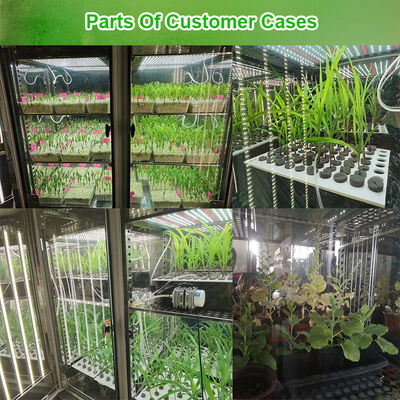Liyi Digital Display Cámara de crecimiento de plantas artificial Caja Incubadora climática inteligente para la germinación de semillas