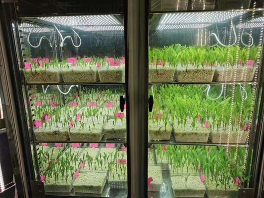 Liyi Programmable Climate Seed Plant Flower Growth Germination Incubator Environmental Chamber