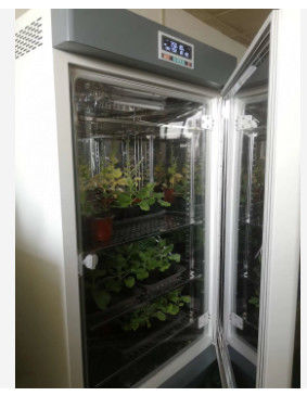 Cámara de crecimiento de plantas LIYI, máquina de germinación de semillas climáticas artificiales, cámara climática, cámaras ambientales